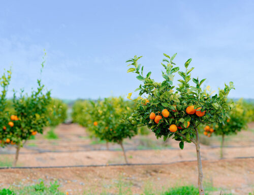 Sharp Fruit